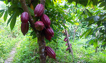 Cacao, cioccolato e salute