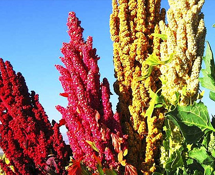 Quinoa in fiore