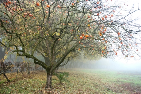 Le proprietà nutritive dei cachi
