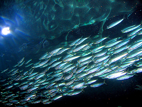 Acciughe pesca sostenibile e pregi per l'alimentazione