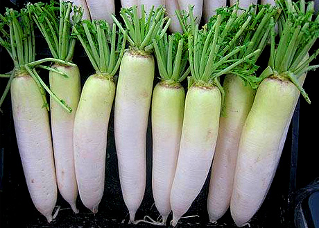 Daikon proprietà nutrizionali, isotiocianati e prevenzione del cancro