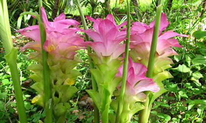 curcuma prevenzione malattie