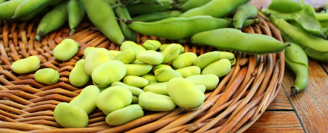 Le proprietà nutritive delle fave, il favismo, il contenuto di L-Dopa e l'utilizzo in cucina