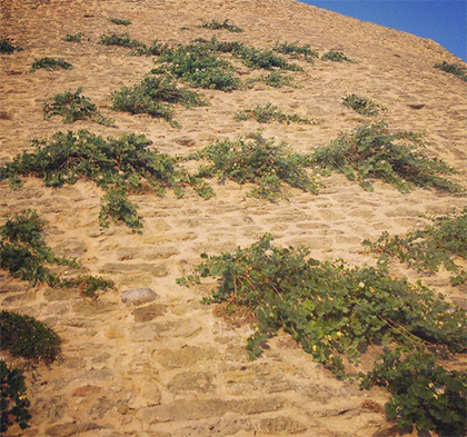 Capperi, proprietà nutritive