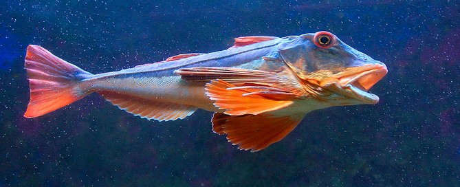 Gallinella di mare, proprieta nutritive, pesca, uso in cucina e ricette