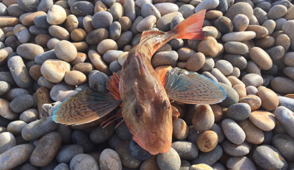 Gallinella di mare proprietà nutritive