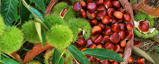 Le proprietà nutiritive delle castagne, uso in cucina e ricette