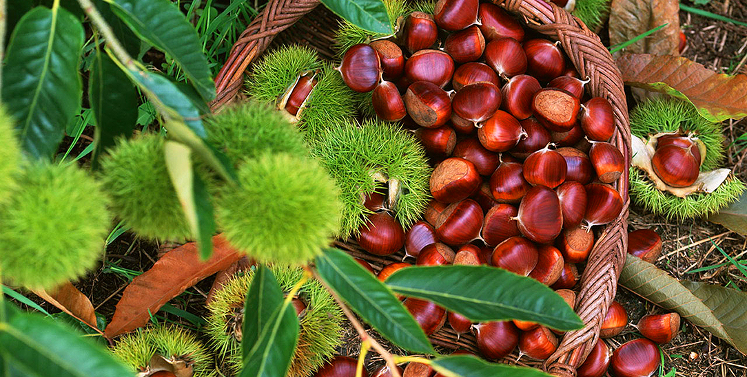 Le proprietà nutiritive delle castagne, uso in cucina e ricette