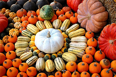 Zucca invernale, varietà, benefici salute, usi e ricette