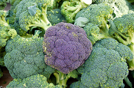 Broccoli, glucosinolati e prevenzione del cancro