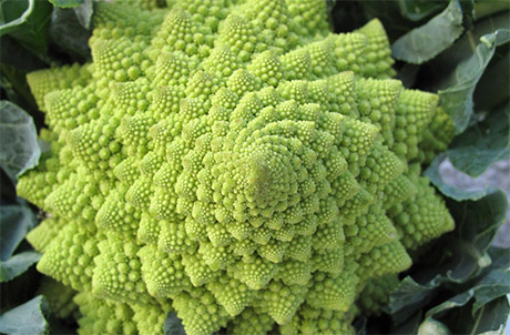 Broccoli, proprietà nutritive e varietà, broccolo romanesco