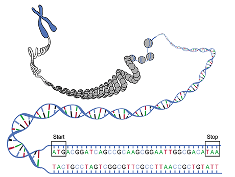 Radicali liberi, danni al dna, cancro e malattie