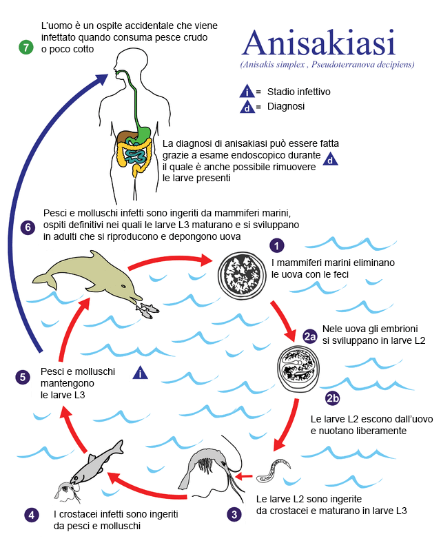 Anisakis e anisakiasi, consumo di pesce crudo e rischi per la salute