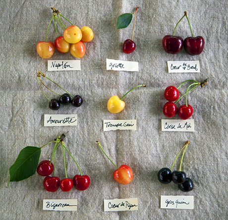 Le proprietà nutritizionali e i benefici per la salute delle diverse varietà di ciliegia