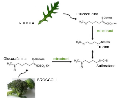 Proprietà nutritive e benefici per la salute della rucola, controindicazioni e interazioni con i farmaci