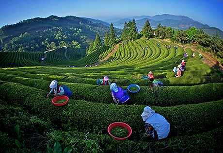 Tè verde e tè nero, le varietà, i benefici per la salute