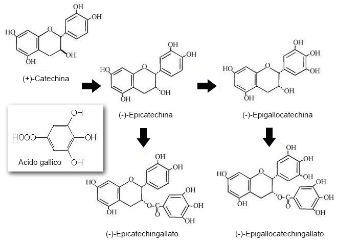 Le catechine del tè verde, epigallocatechingallato e i benefici per la salute