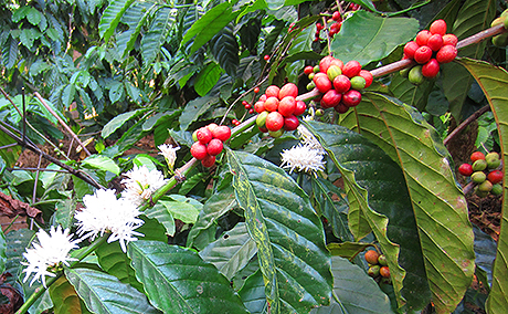 Caffeina e caffè, proprietà nutritive, benefici per la salute, effetti collaterali