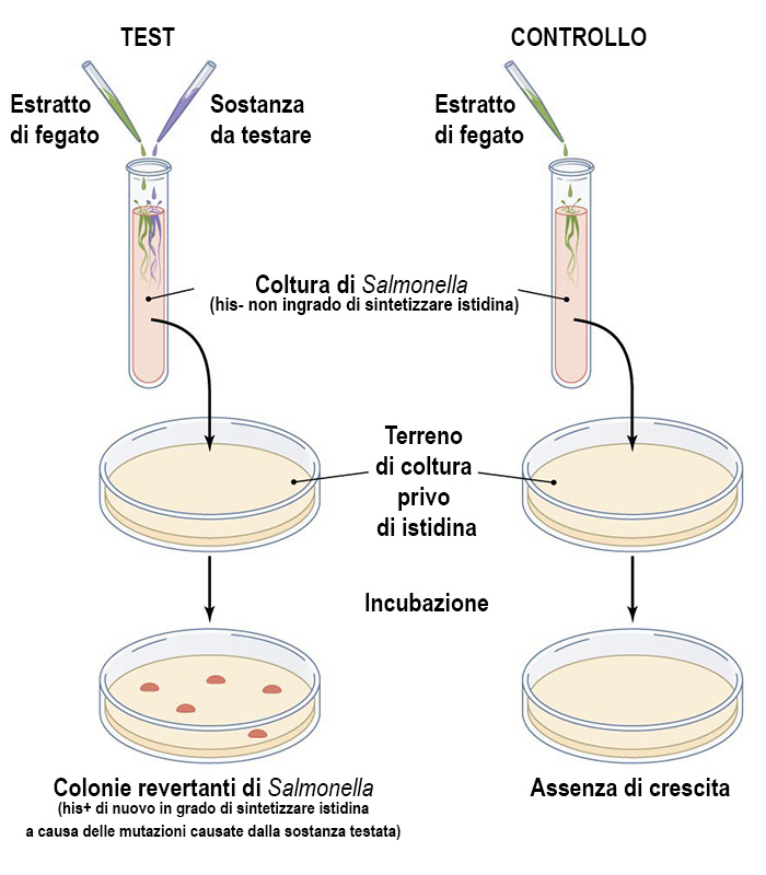 Inquinanti, pesticidi e rischio di cancro, il test di Ames e i rischi reali e percepiti