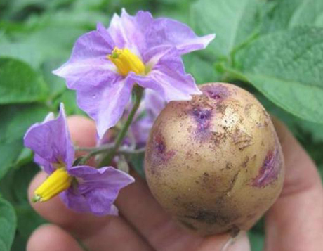 Patate, valori nutrizionali e proprietà nutritive, indice glicemico, solanina