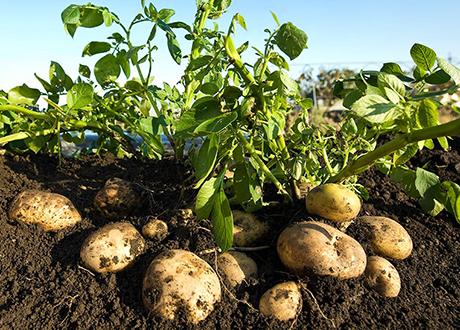 Patata, proprietà nutritive e valori nutrizionali, solanina, benefici e controindicazioni