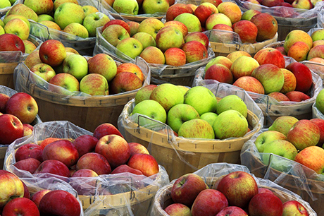 Le proprietà nutritive della mela, i benefici per la salute, la presenza di quercetina, quante varietà di mela esistono