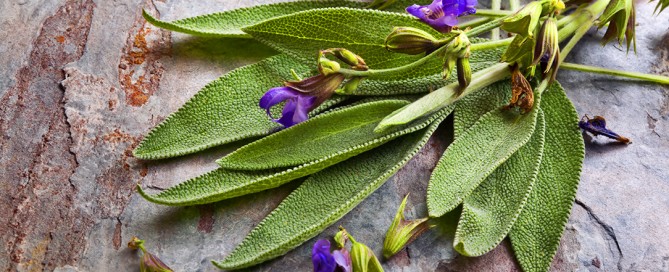 Le proprietà nutiritive e i valori nutrizionali della salvia, i composti bioattivi presenti, i benefici per la salute e le contoindicazioni dovute alla presenza di tujone