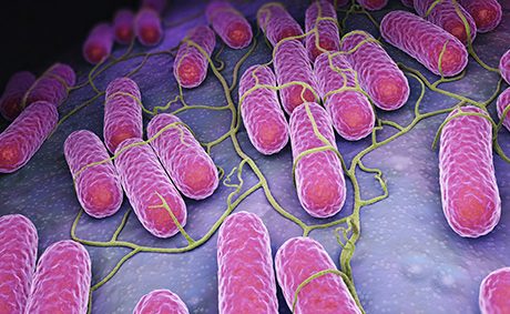 Transito intestinale e microbiota, il ruolo della flora batterica intestinale