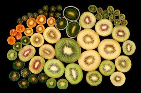 Proprietà nutritive e valori nutrizionali del kiwi, benefici per la salute, proprietà lassative, allergia al kiwi