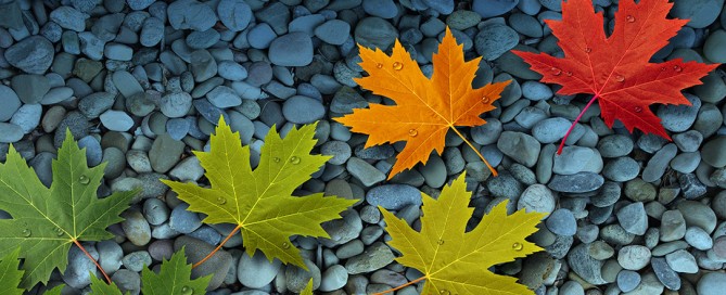 La prevenzione dell'invecchiamento con dieta e attività fisica: evitare la riduzione di massa muscolare e densità ossea e mantenere una buona massa muscolare