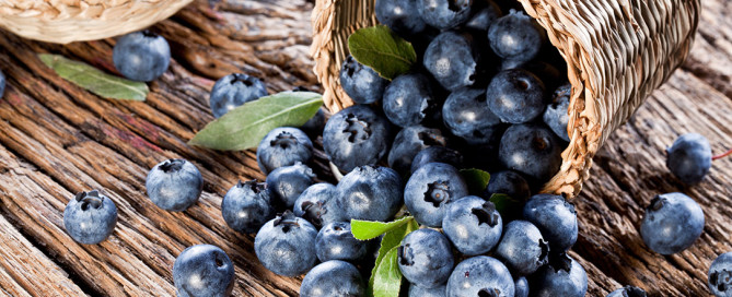 Le proprietà nutritive dei mirtilli, i valori nutrizionali e i benefici per la salute del mirtillo nero europeo e del mirtillo americano