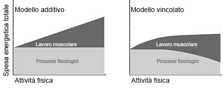 Dimagrimento e attitvità fisica: l'impatto dell'attività fisica sulla perdita di peso