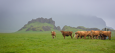 Proprietà nutritive e valori nutrizionali dello skyr, latticino fermentato tipico dell'Islanda