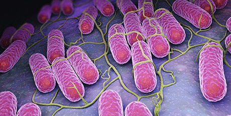 Dieta e sistema immunitario: cibi e nutrienti per migliorare le difese immunitarie. Il ruolo del microbiota