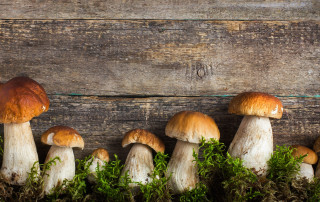Le proprietà nutritive dei funghi, i valori nutrizionali, i benefici per la salute, i funghi velenosi