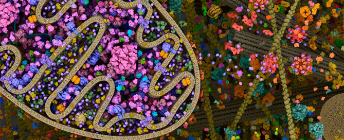 Mitocondri, salute e longevità, il ruolo di dieta e attività fisica per mantenere efficienti i mitocondri e combattere l'invecchiamento