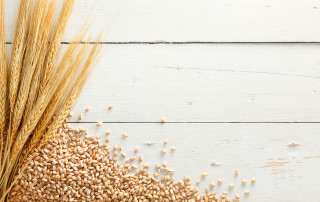 Orzo: proprietà nutritive, valori nutrizionali, benefici per la salute, fibre e beta glucani