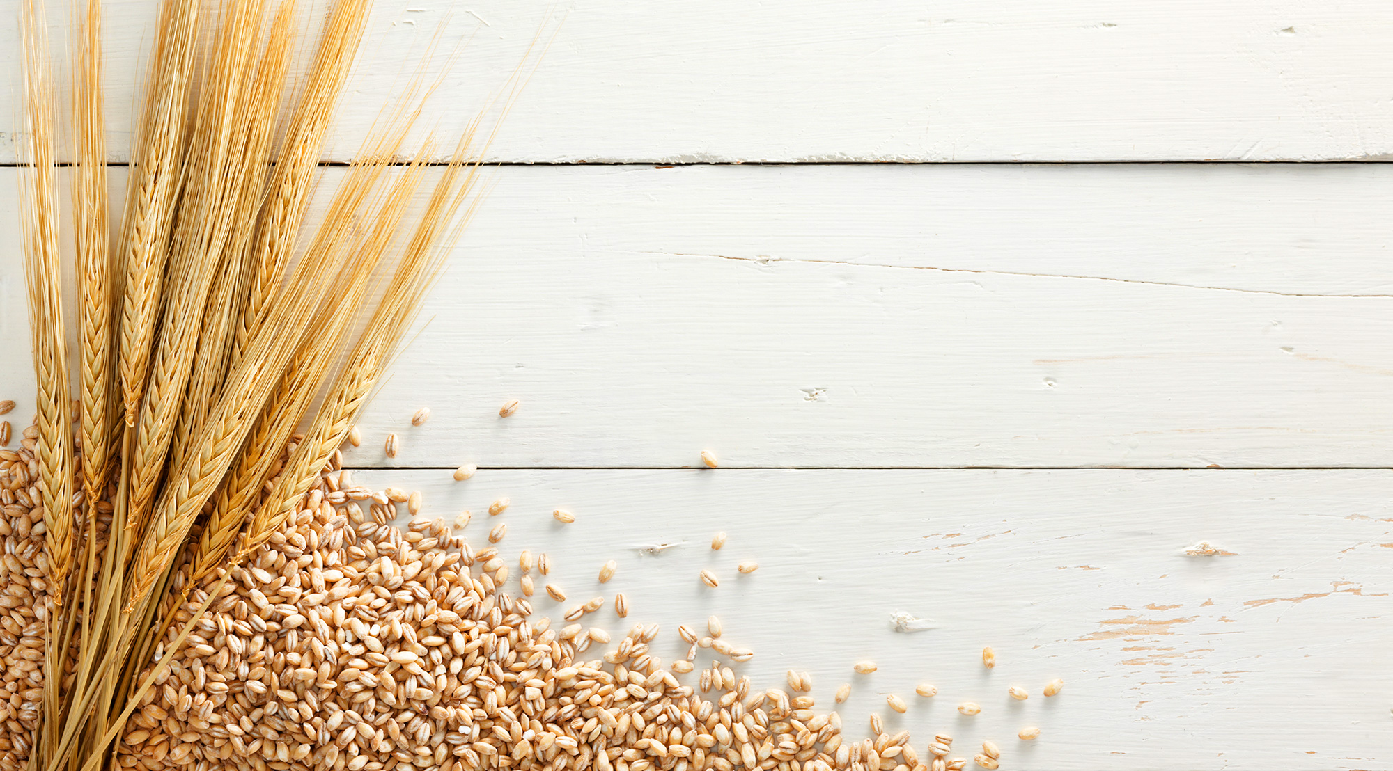 Orzo: proprietà nutritive, valori nutrizionali, benefici per la salute, fibre e beta glucani