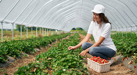 Benefici per la salute delle fragole, proprietà nutritive